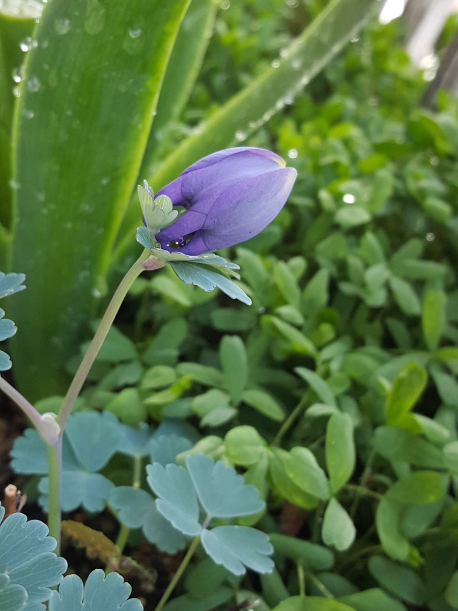 オダマキの蕾がつくようになりました。 シックな佇まいの紫の花はお気に入りです❤ 長