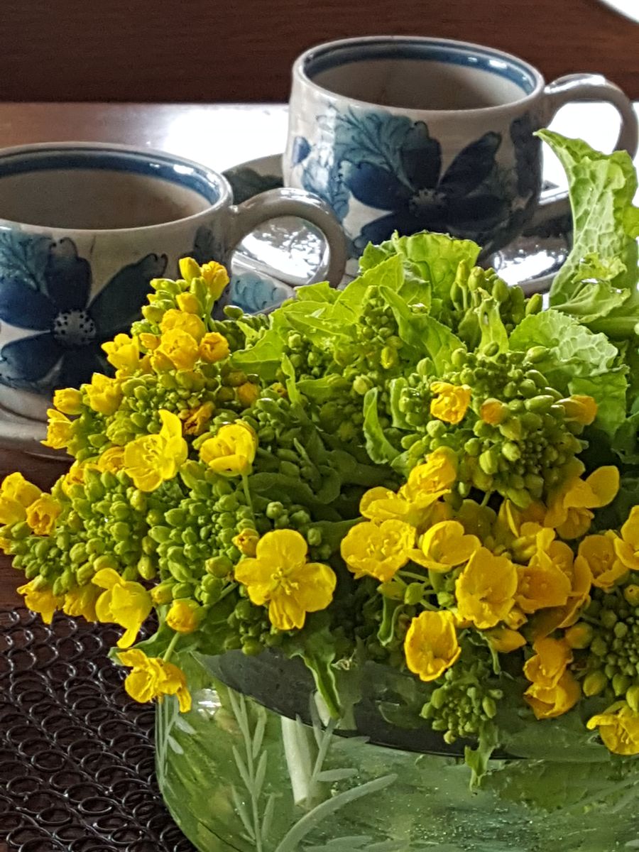 開花が進みますます可愛く❗ 今回は黄色い花と、爽やかな春の香りを楽しむことにしまし
