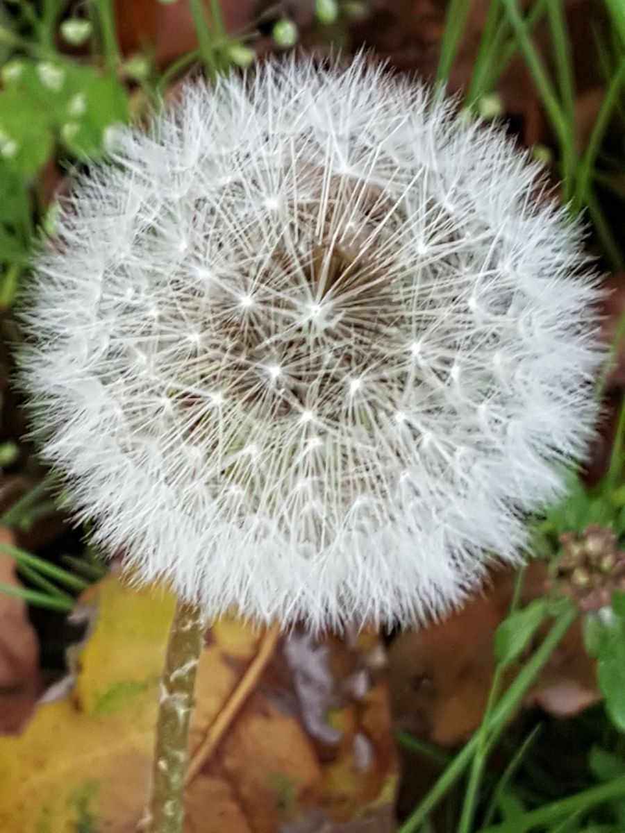 ウォーキングロードで見つけたタンポポの綿毛❗ 大玉の花火のように広がってロマンチッ