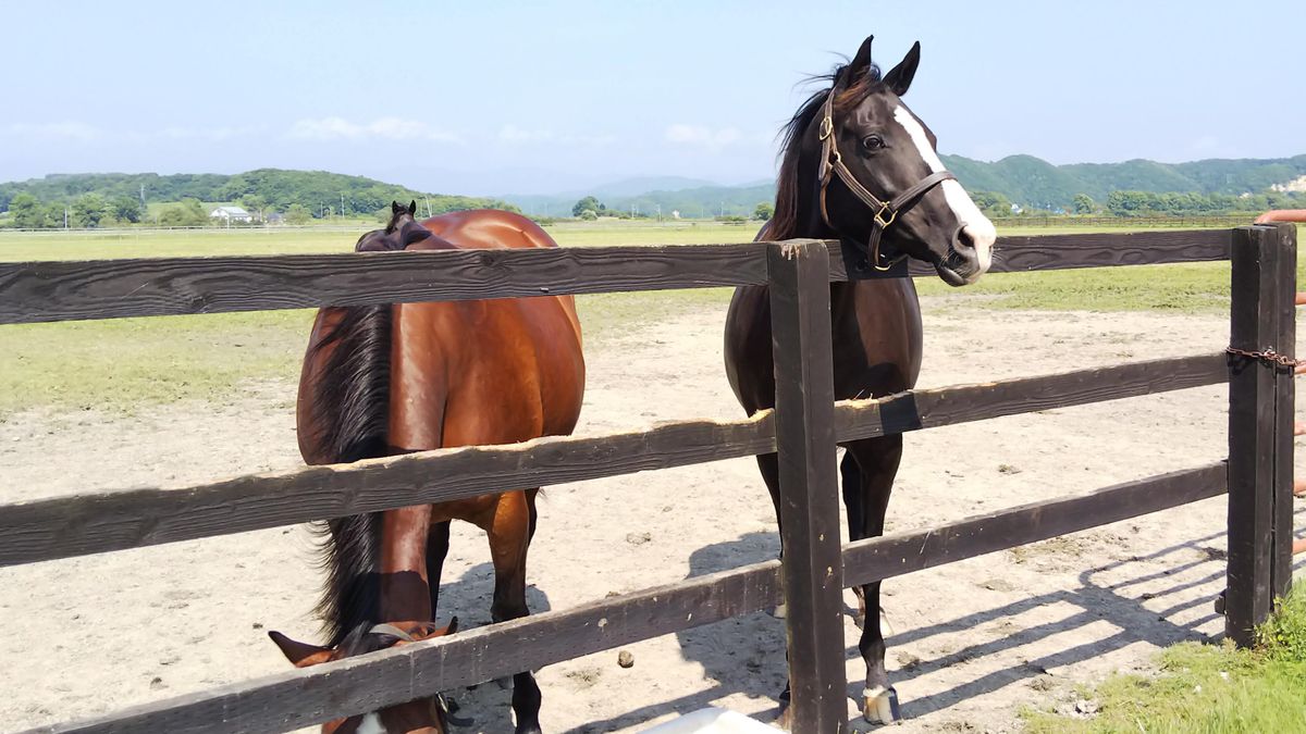 2019.8.4 新ひだか町 牧場のさくに近づくと 馬が寄ってくるのね～ (*´ω｀*)