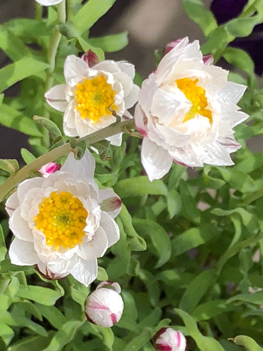 花かんざし🌼開きました！