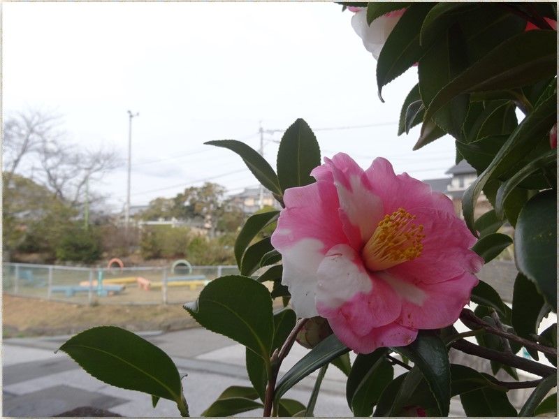 💮ツバキ(曙錦)の花びら