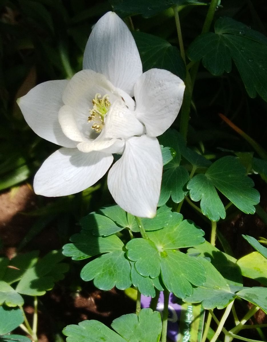 「ミヤマオダマキ」📷20180415 地植え 以前より白いオダマキが欲しかったので 新しくお