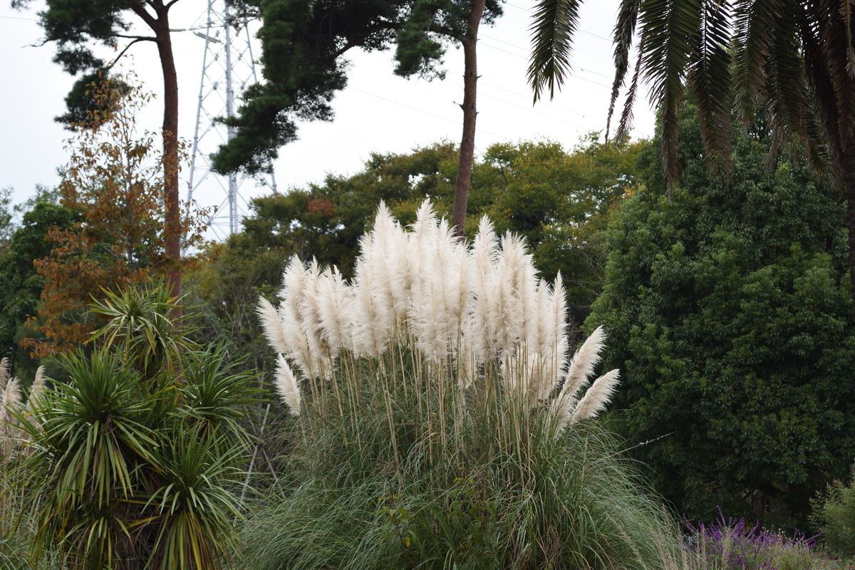 パンパスグラス 植物公園にて撮りました。