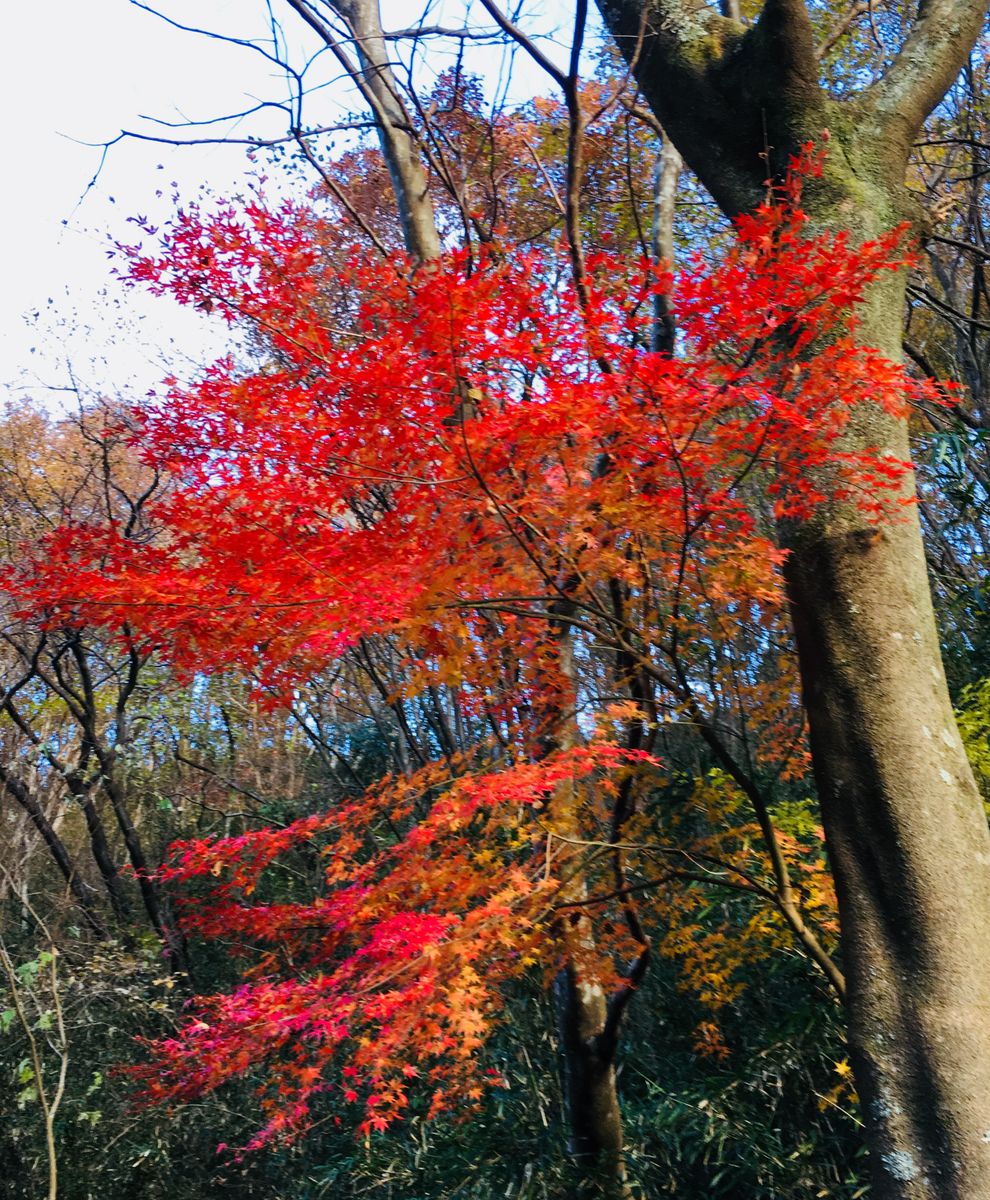 紅葉も今が本番かもしれません