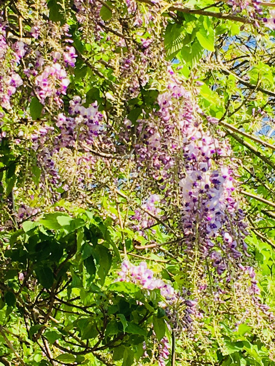 藤の花