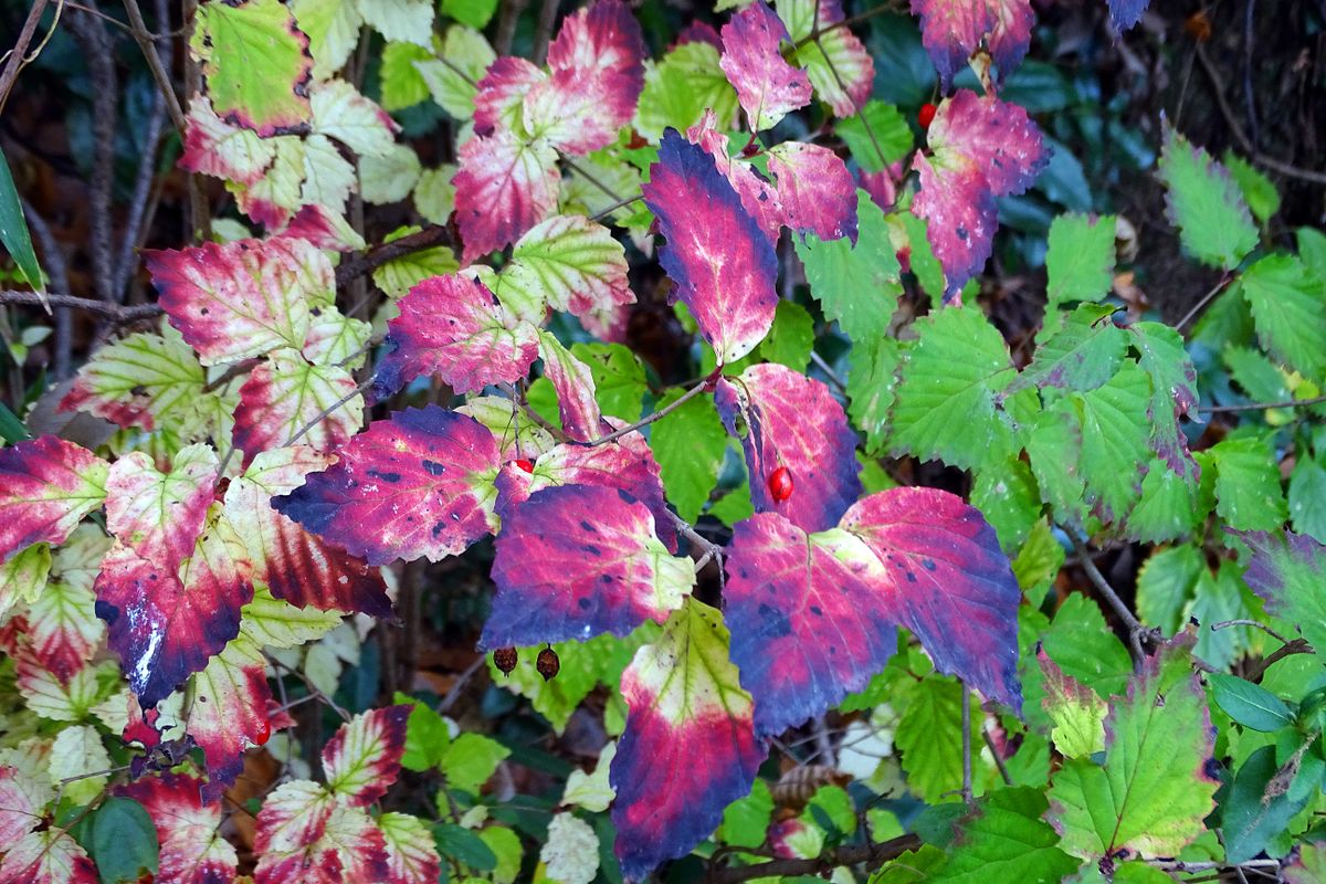 これっ、紅葉って言うのかね？ 不思議色だ！  撮影地：北斜面にて 撮影日：2018/12/11