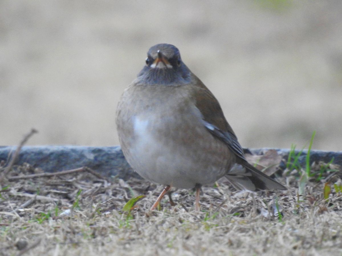  &quot;シロハラ”  冬鳥。公園にて今朝。お腹の  白さがわかるように見上げる  姿勢で