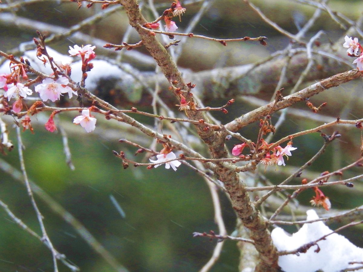  &quot;桜の花”が雪の降る中静かに  咲いていました。枝にも少し  雪が積もっていまし