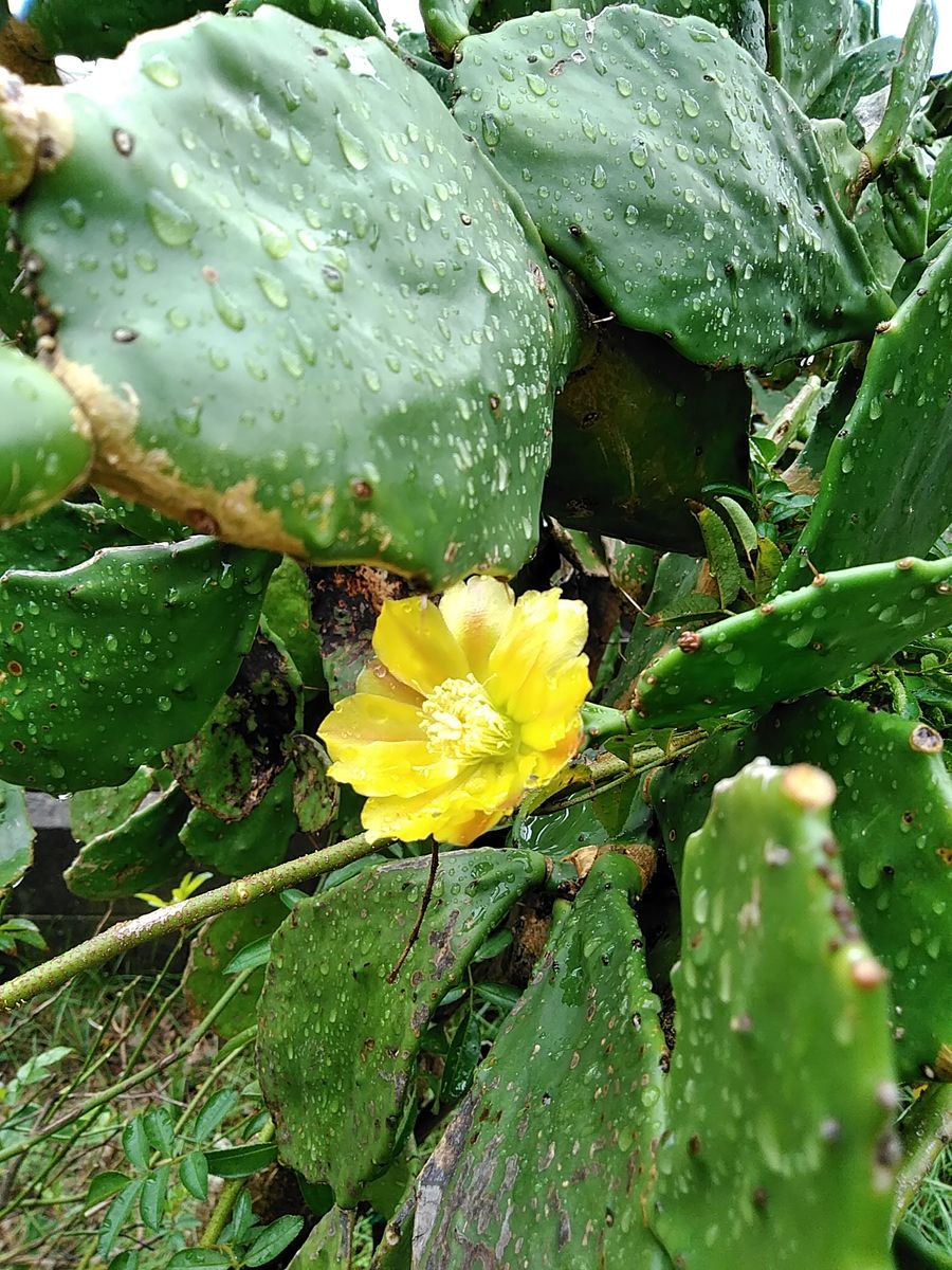 散歩道で見かけたサボテン🌵