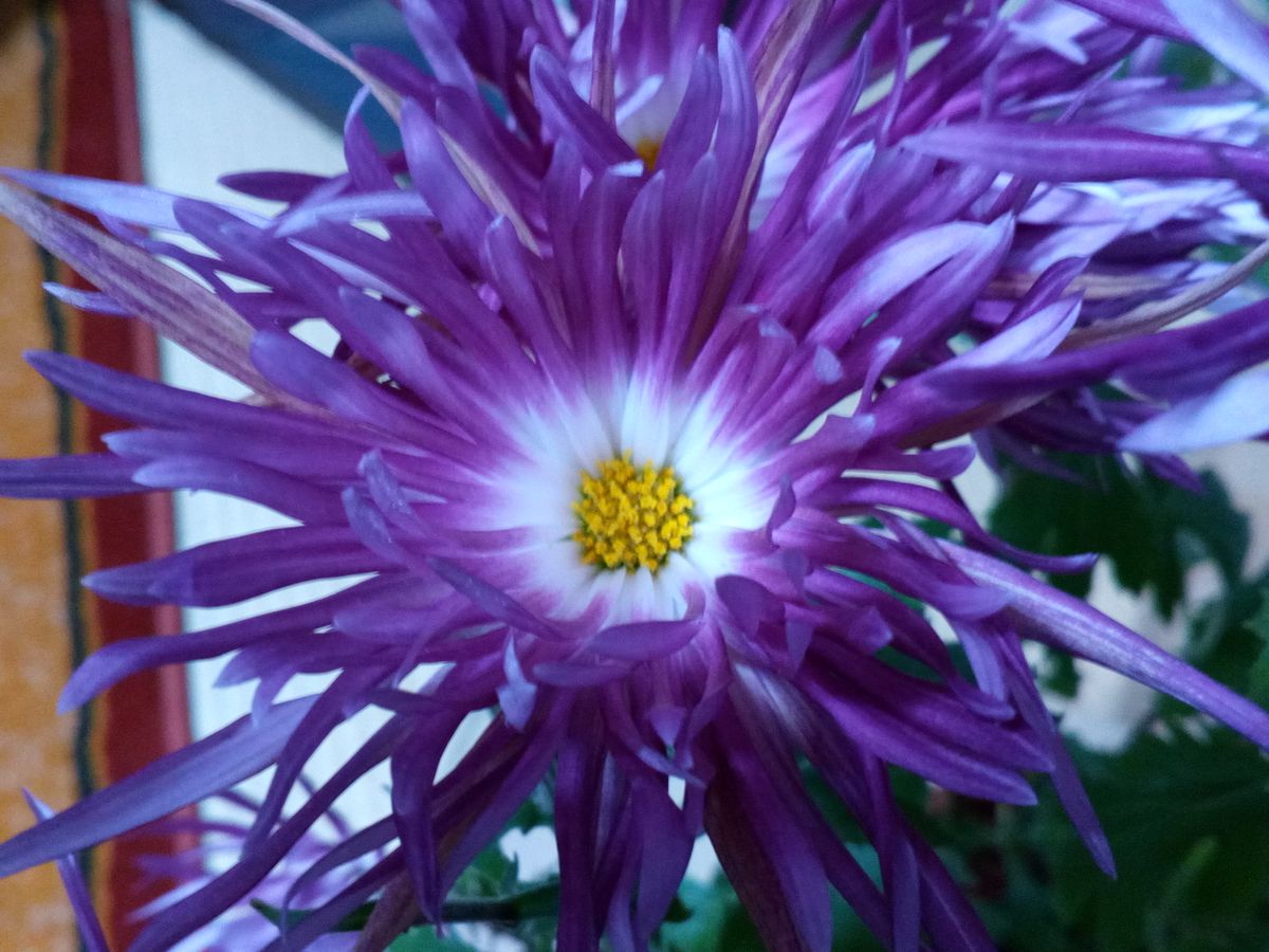 新年を前に元気に開花中のピンクの「嵯峨菊」の大アップです🙌  室内にて生育中です。