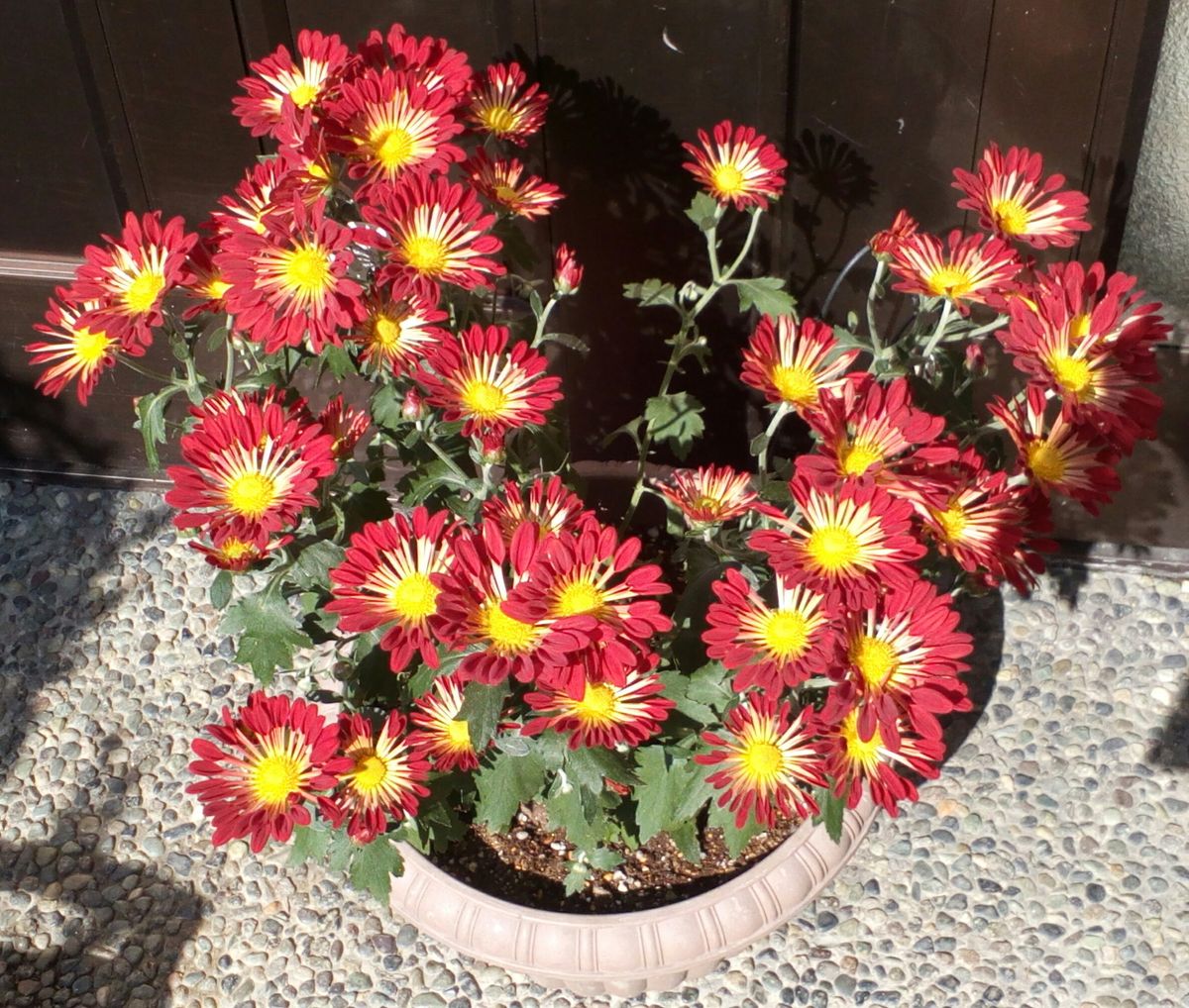 太陽の光をいっぱい浴びて大喜びの赤い「風車菊」達です🙌 １１月７日撮影