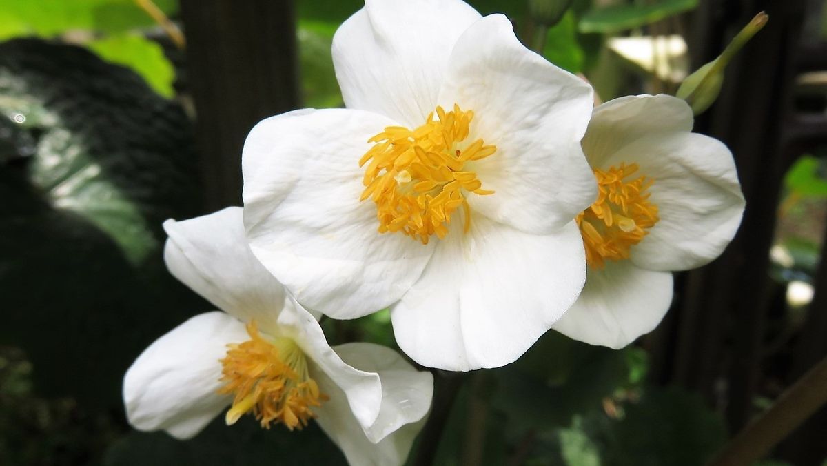 白雪芥子（シラユキゲシ）別名スノーポピー 2017.4.24撮影 家でダントツの繫殖力植物 