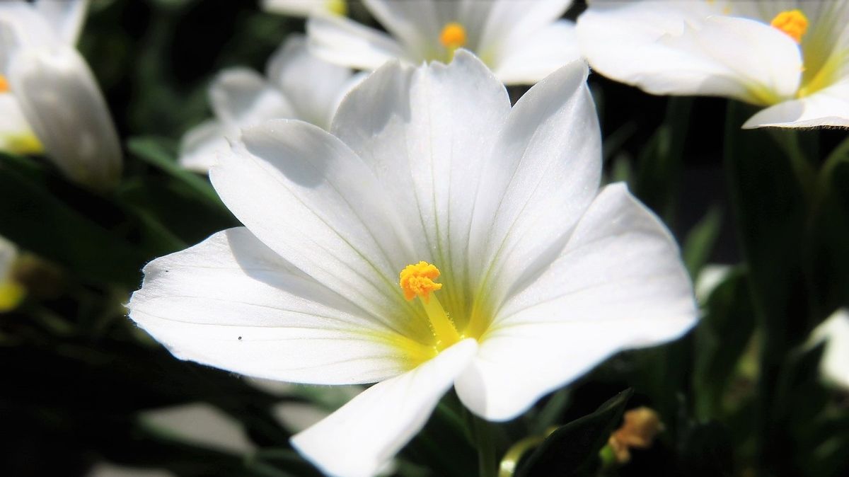 白花藍色姫庭石菖(シロバナアイイロニワゼキショウ) 2017.5.12撮影 白い花なのに藍色