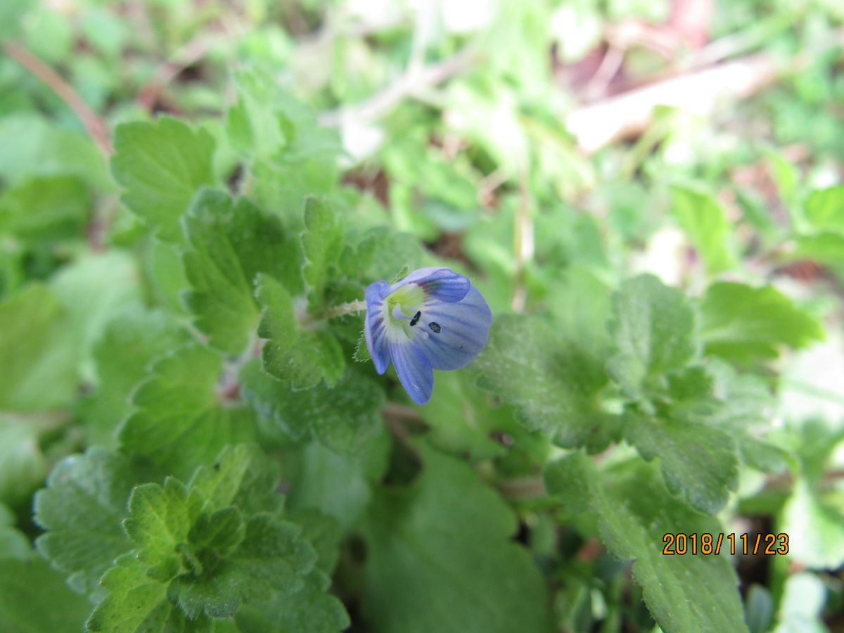 花壇？の草むらに《オオイヌノフグリ》