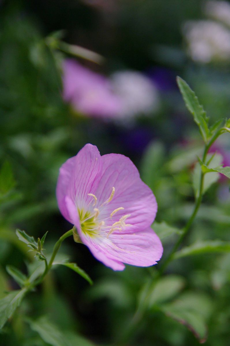 エノテラ  昼咲き月見草。 京都府立植物園の花壇にて一目ぼれして、植えたもの。  ひ