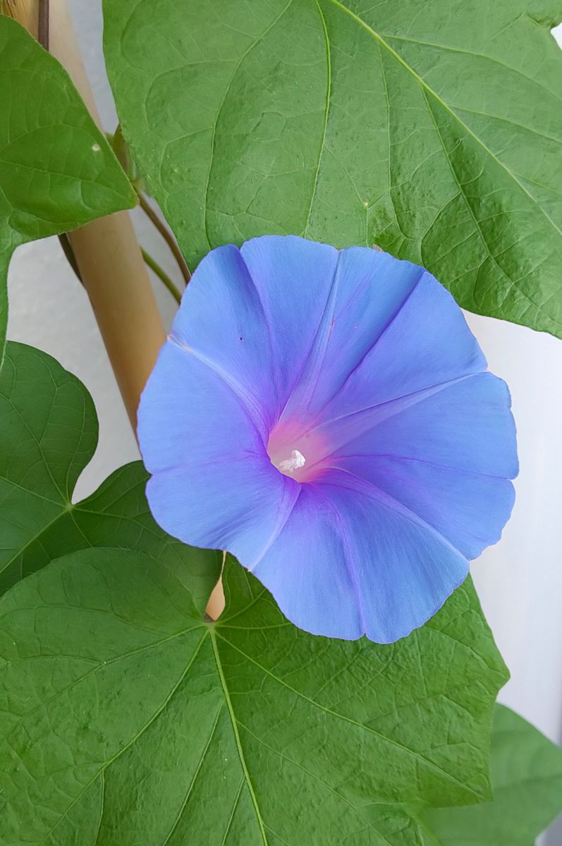 朝顔  空色の朝顔が 9月になっても咲き続けてくれています💙