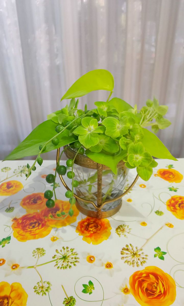 花瓶花  お抹茶色の紫陽花を 花友さんからいただいたので 家の観葉植物と一緒にいけま