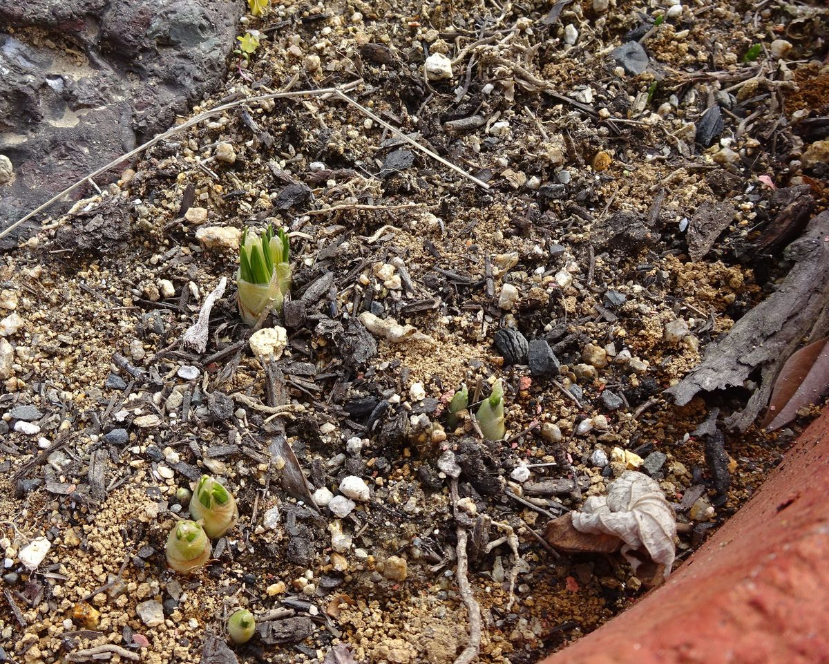 表花壇のクロッカスに、つぼみが見えてきました。 右上には、ミニ水仙の芽も出ていま