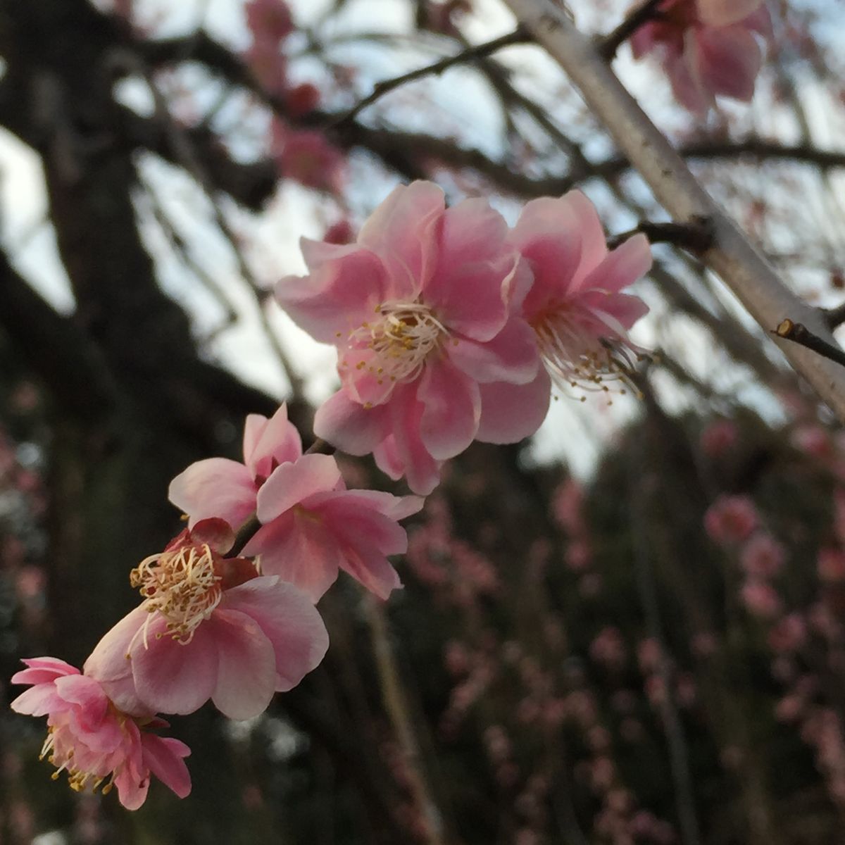 大倉山の梅