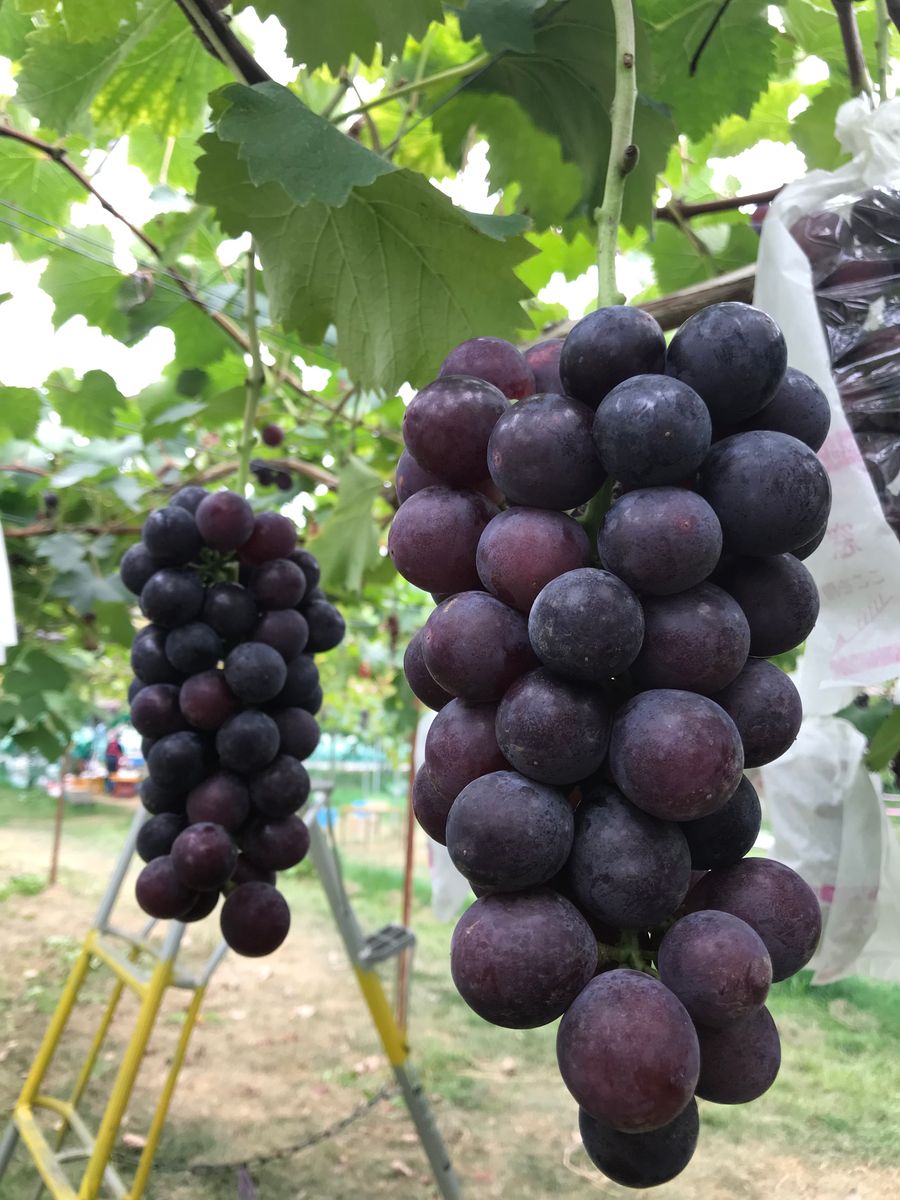 群馬県で、ぶどう狩り🍇 甘くて、美味しい‼️