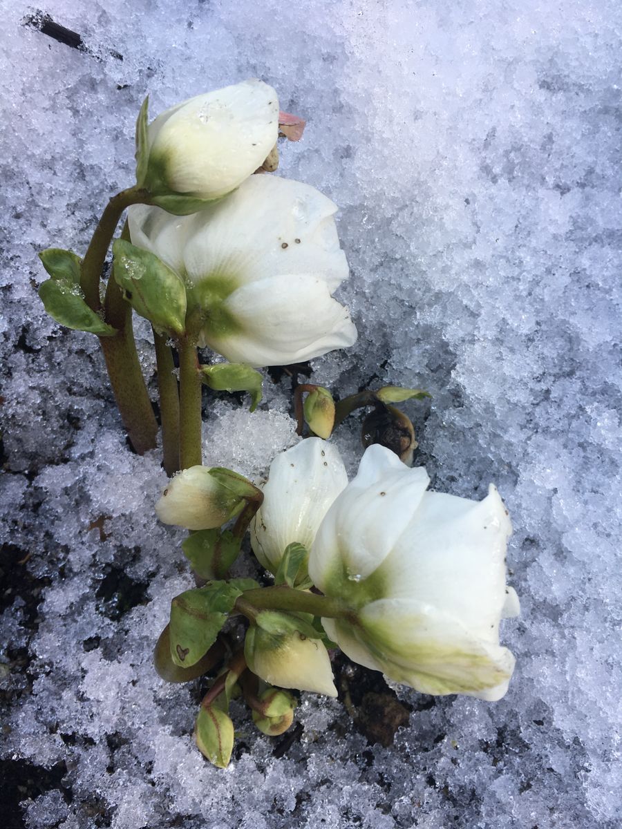 雪に埋まっていたクリスマスローズ   ニゲラ  いつまでたっても雪が解けないので 今日