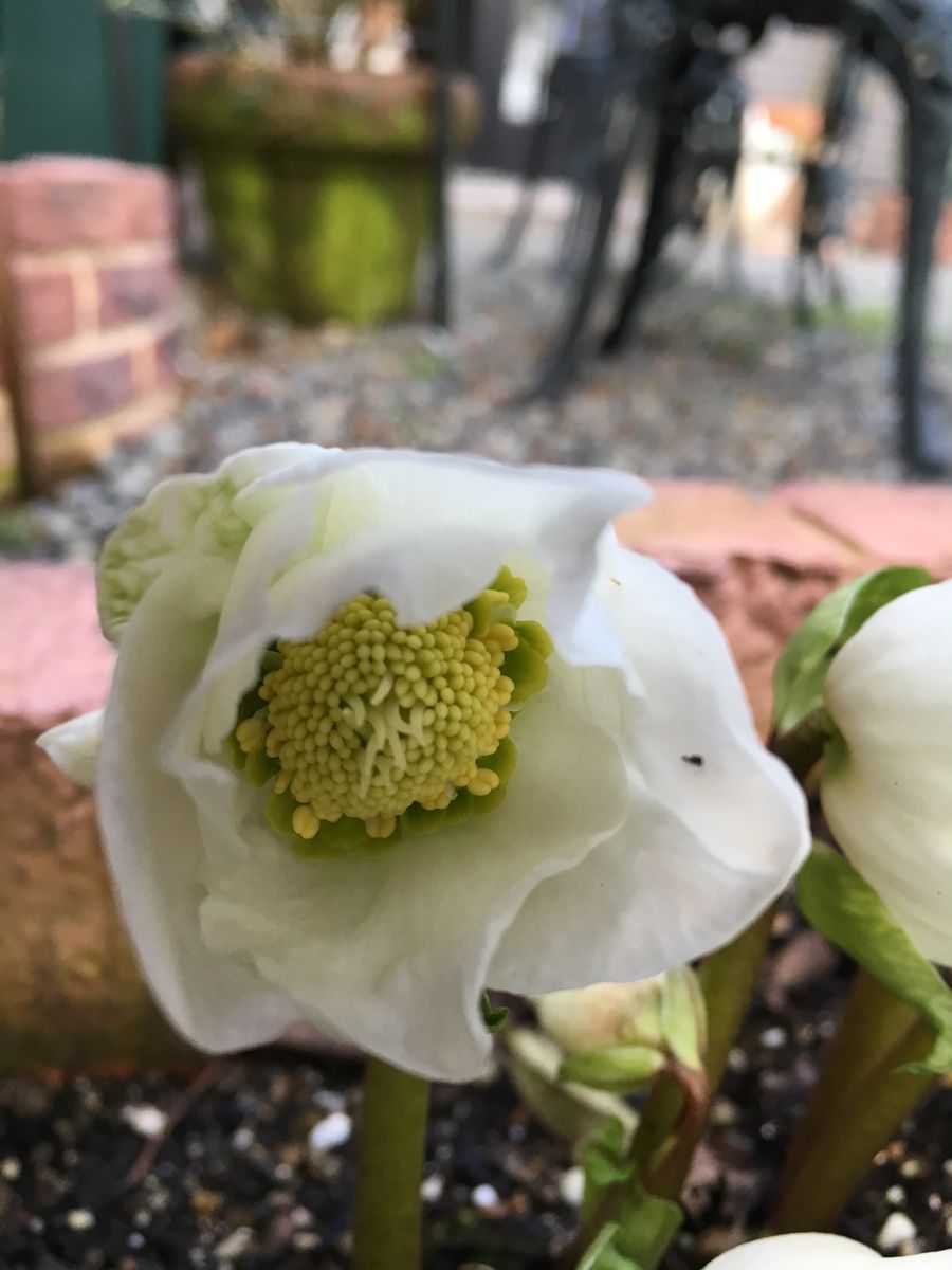 待ちに待ったニゲル💐  雪の中に埋まってしまいました❄︎❄︎