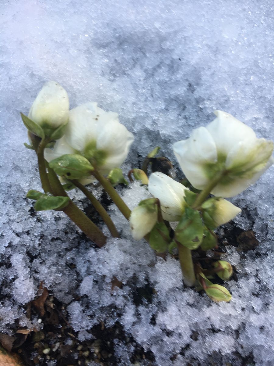 雪をよけたクリスマスローズ  ニゲラ  寒さに強いので雪の多いところでも 育てられて