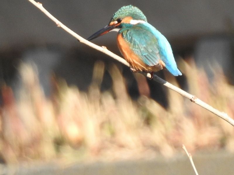 野川 で カワセミ に会いました  １月１０日撮