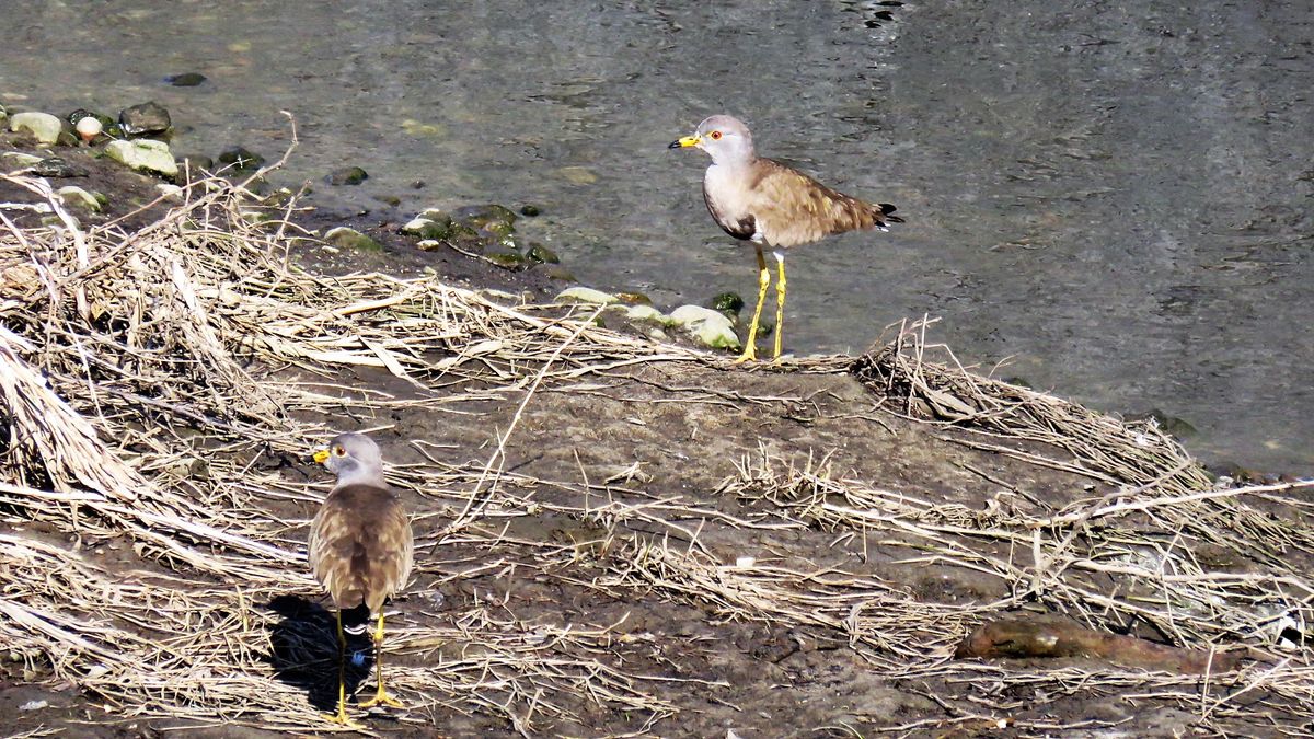 2019.1.29 撮影 「ケリ」  車検に行ったデーラーの横の川 小さな川ですが野鳥がよく見