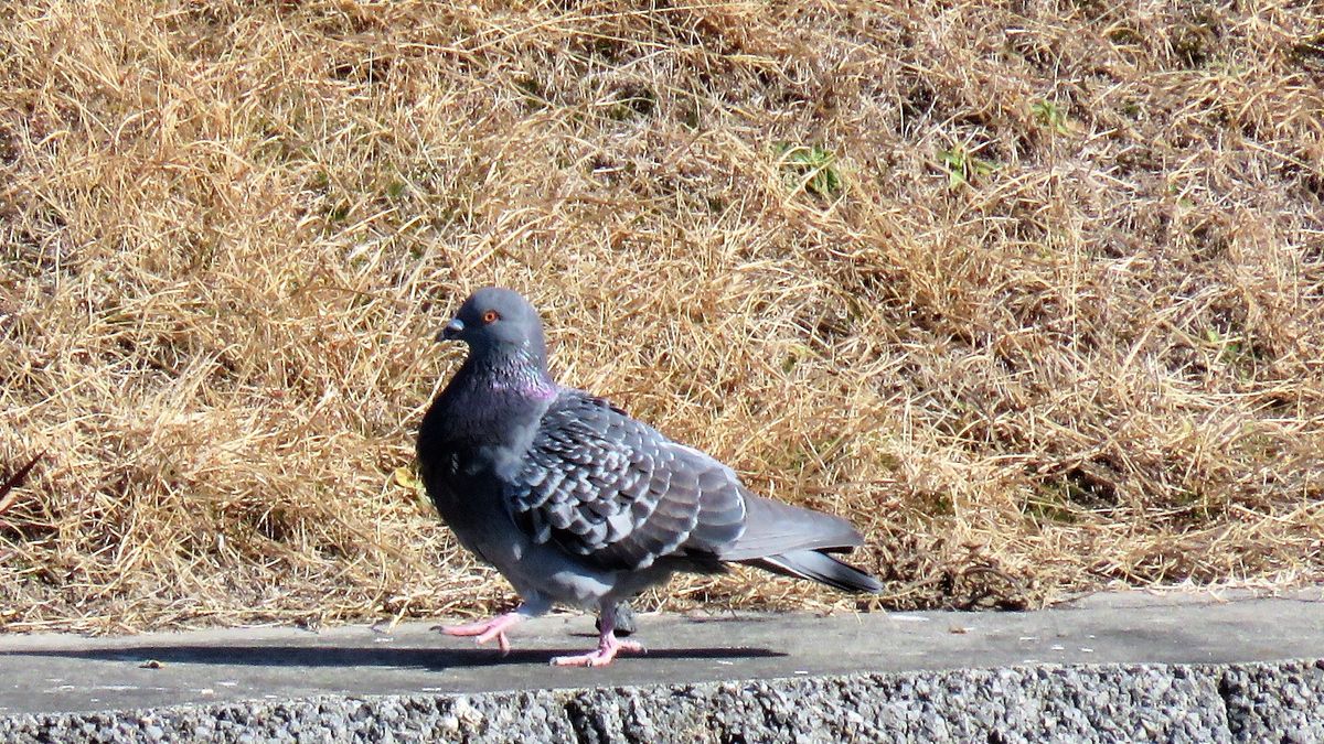 2019.1.29 撮影 川辺を散歩するドバト 美味しそうな虫はどこかな～