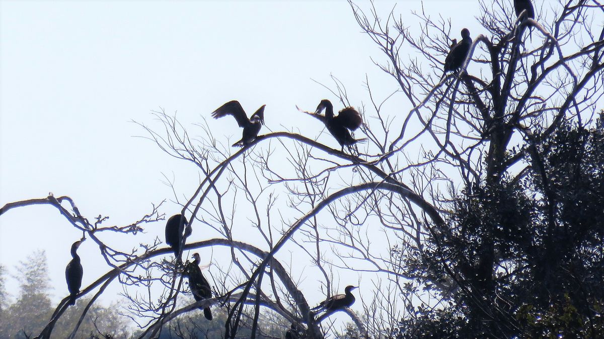 初春の鵜の山 2019.3.9 撮影 春は鳥たちものんびり楽しそう この周囲にはいっぱい池が