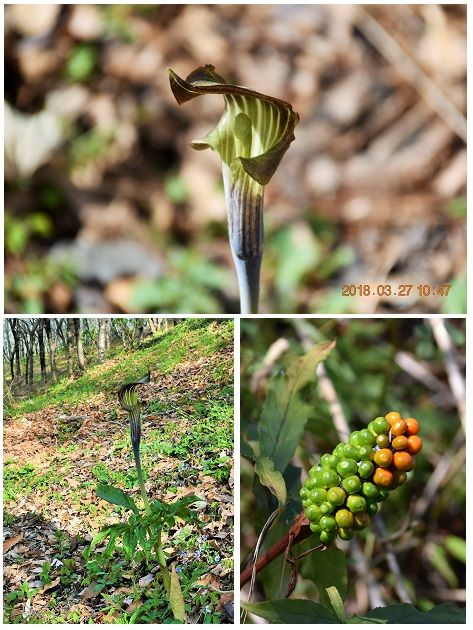 サトイモ科『マムシグサ』か『ヒトヨシテンナンショウ』 独特の花の形をしています。1