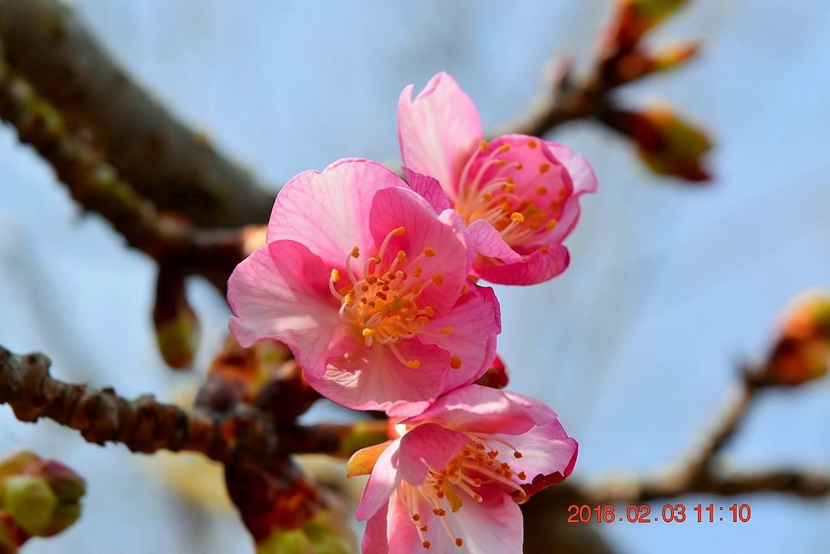 寒さで『河津桜』がなかなか満開になりません。 昨年は１月末には満開でしたから、１