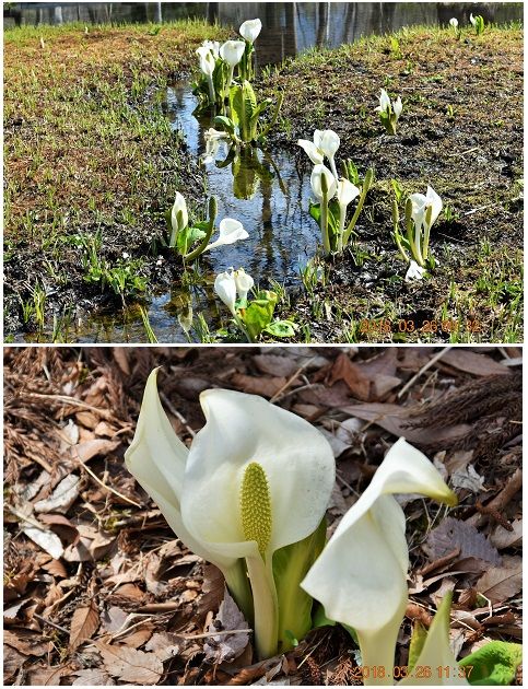 箱根湿生花園にも4000株ほどの ミズバショウがあるそうです。