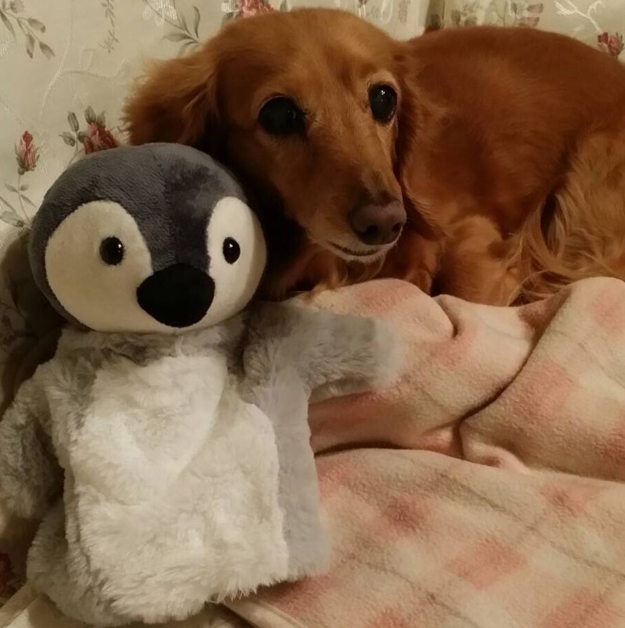 ペンギン🐧とワンコ🐶