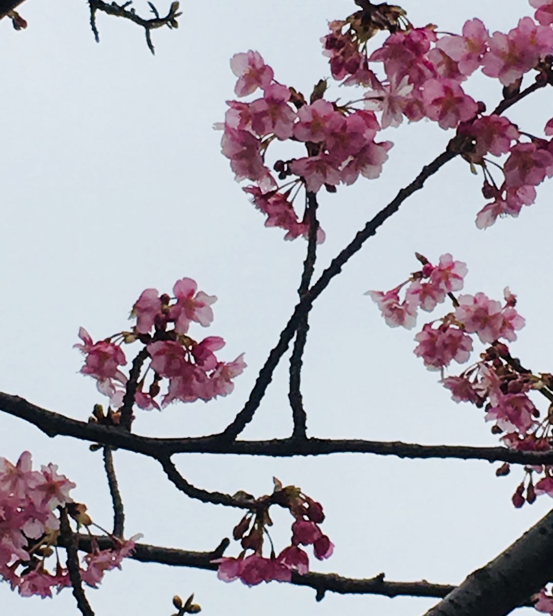 河津桜たくさん咲いてきました