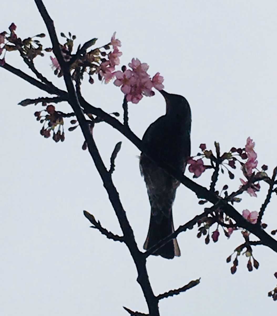 河津桜をついばむひよちゃんシルエットがすごく美しいのでたくさんアップします