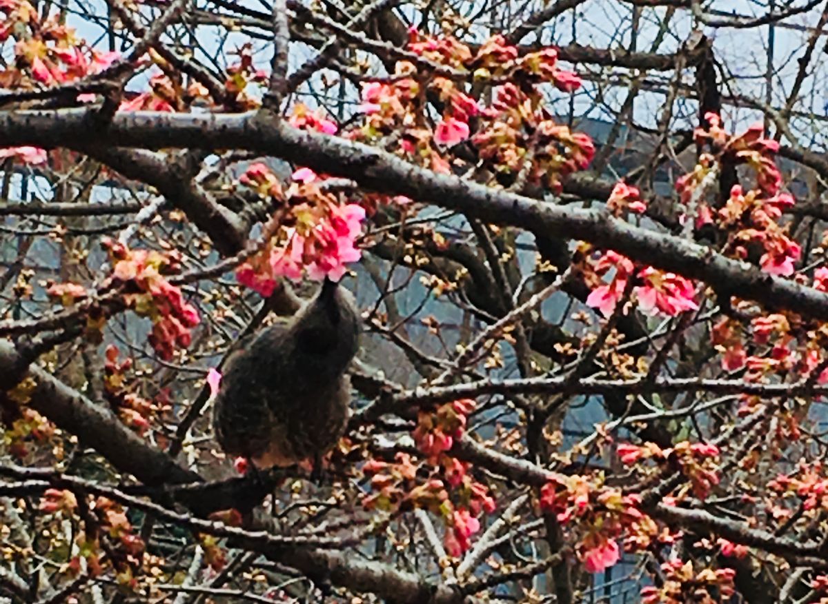 河津桜をついばむヒヨちゃん