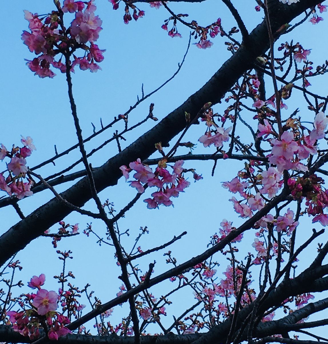 河津桜