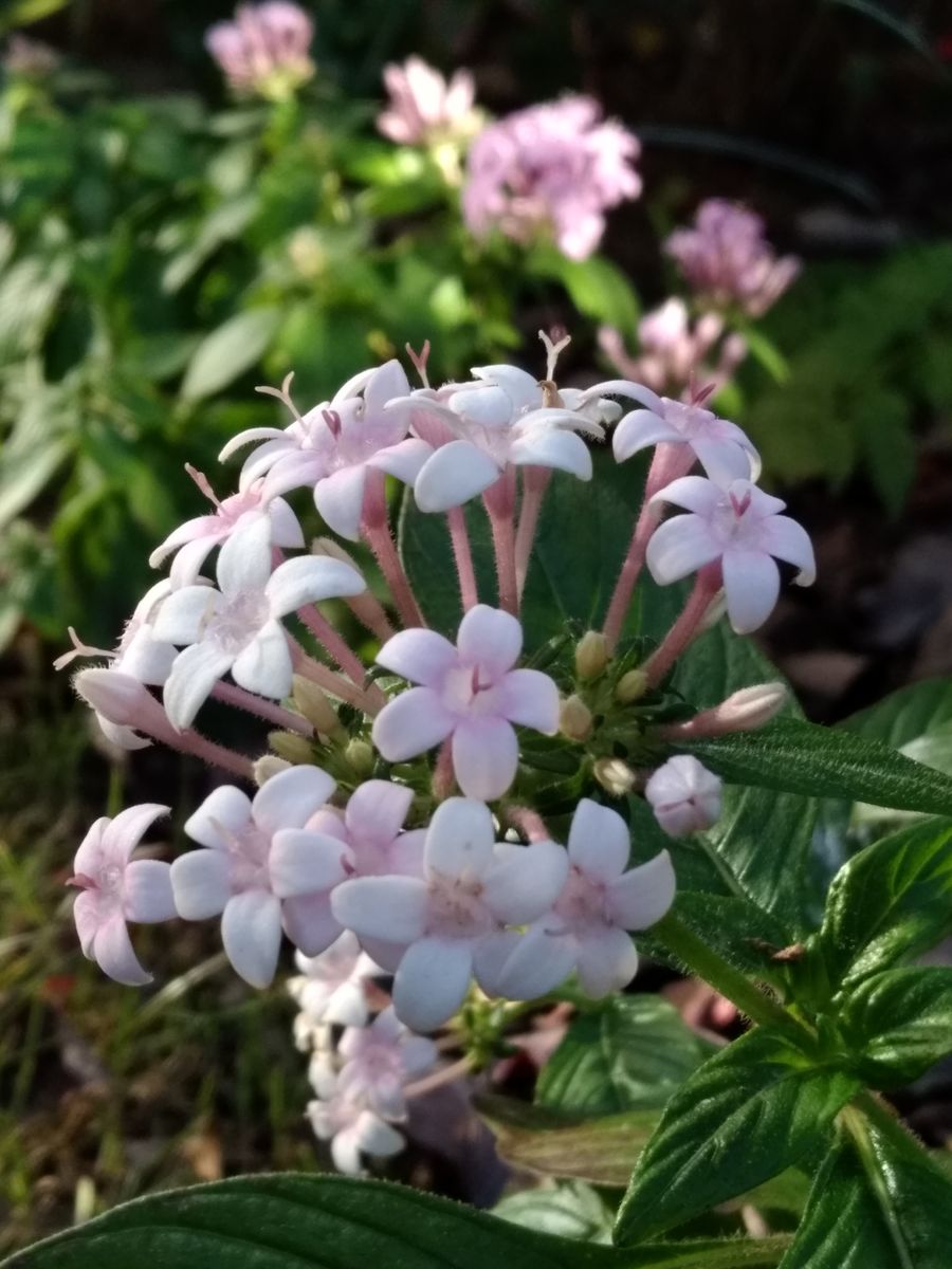 庭のペンタス  真っ白だった花がほんのりピンクになってきました。