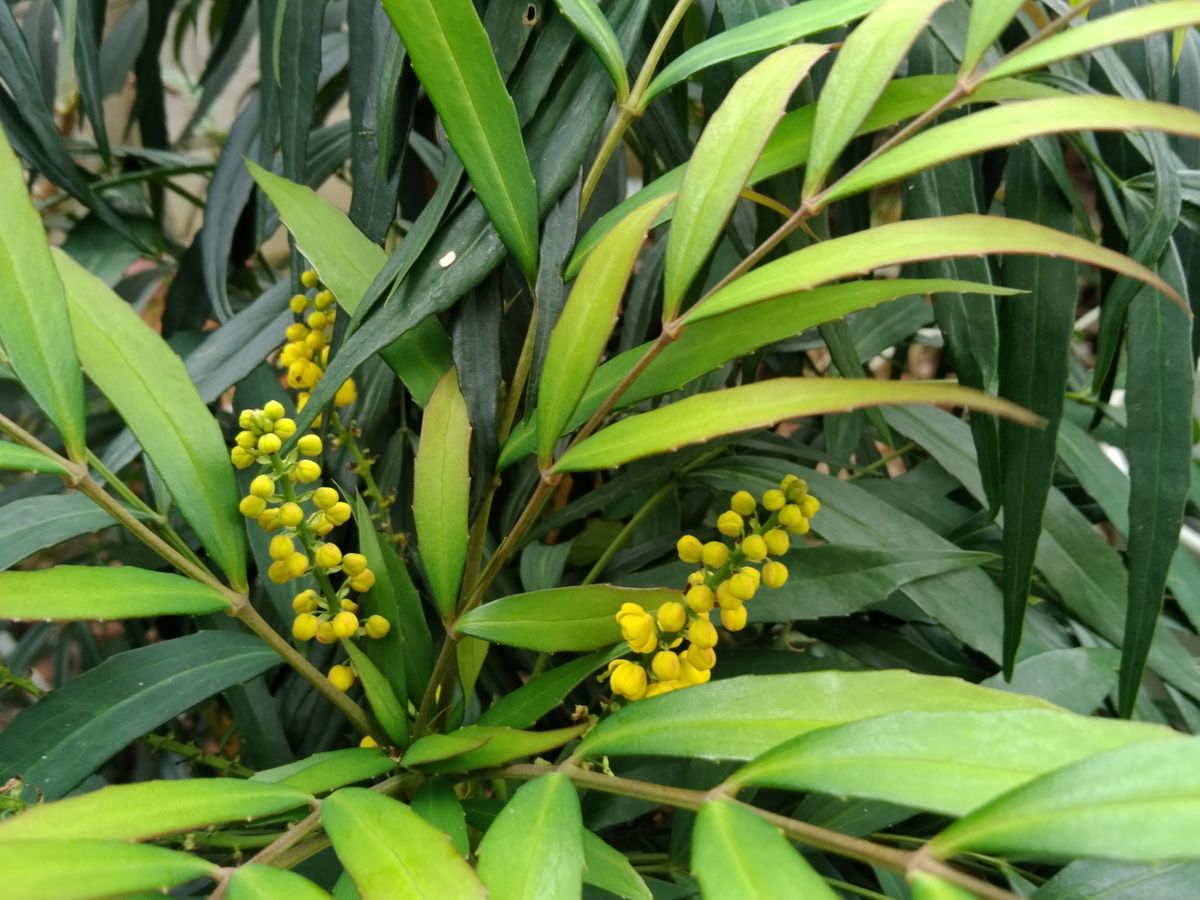 細い葉のヒイラギナンテンの花です。