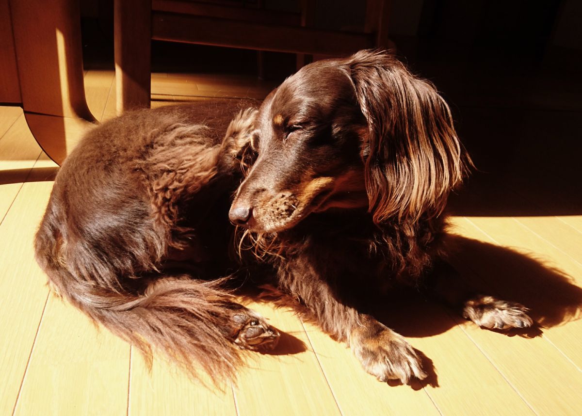 ☀️日向ぼっこ  窓全開中のリビング！暖かな日向を探して移動する🐶天月さんです。まっ