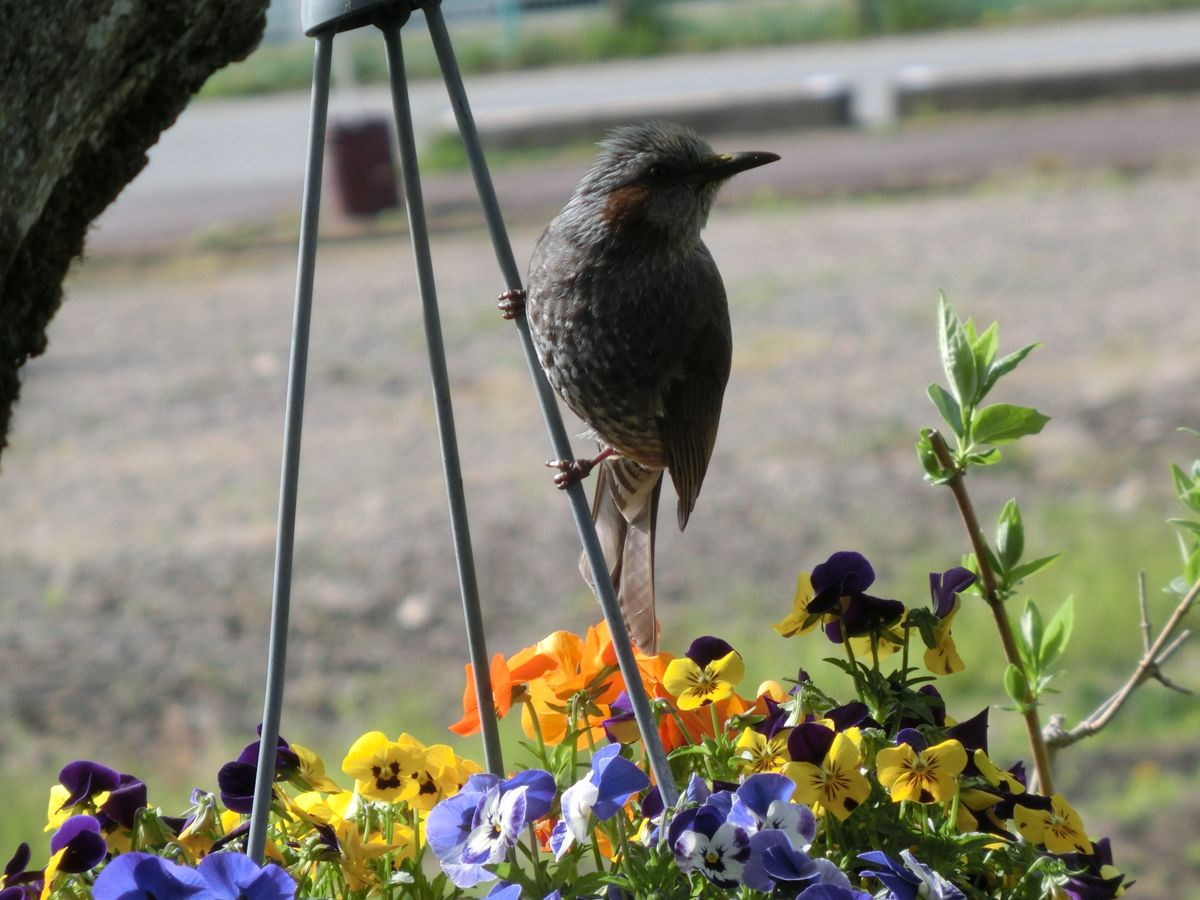 花の上がイイのね…♪