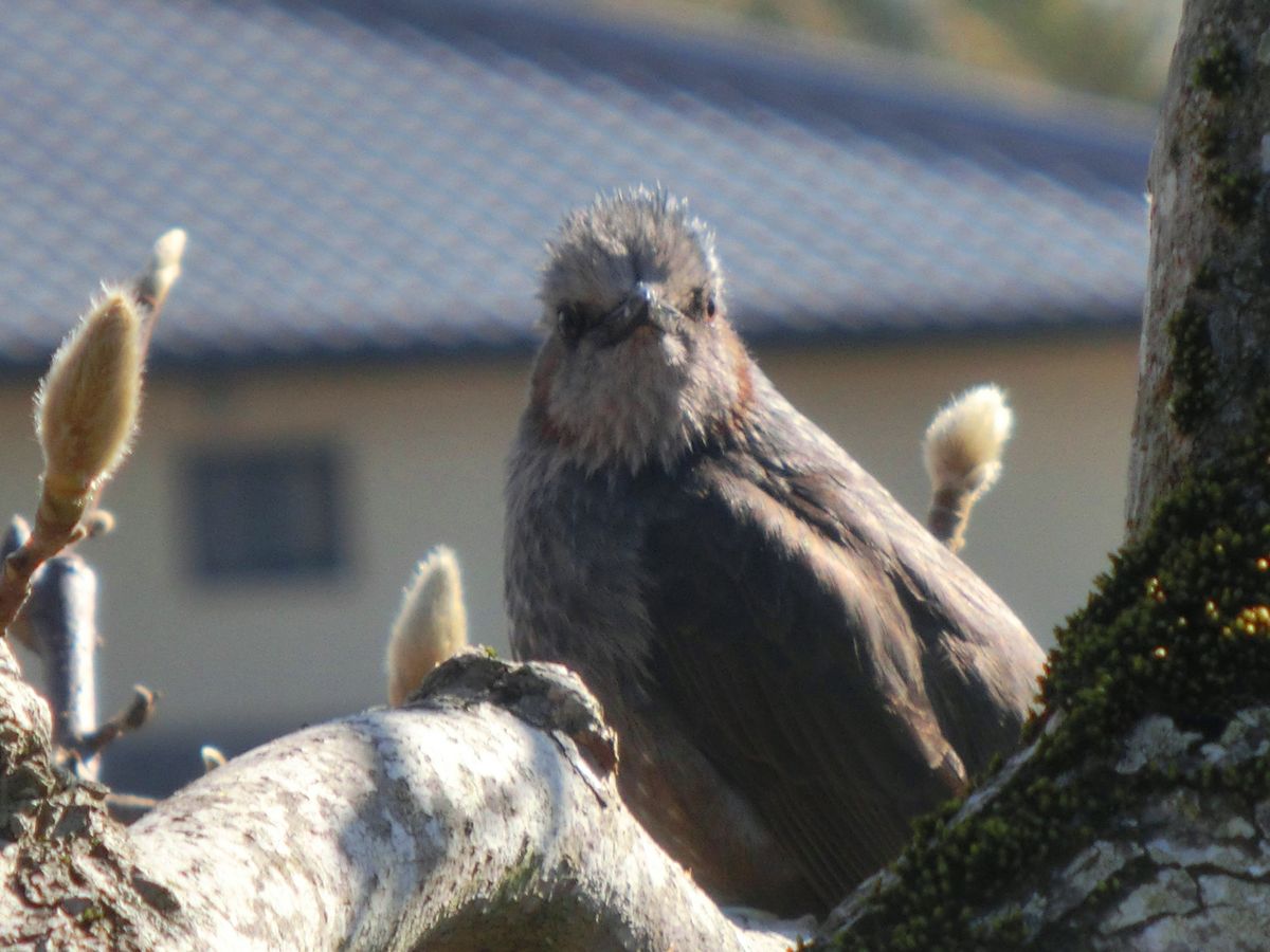 オハヨー 寒いね ヒヨドリ…♪