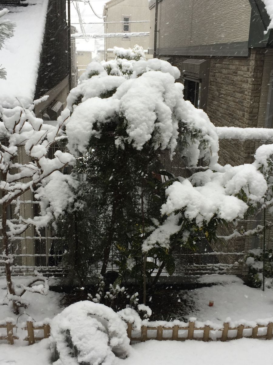 大雪で枝が折れそうです。エリカの花がたくさん着いているよ❄️❄️❄️