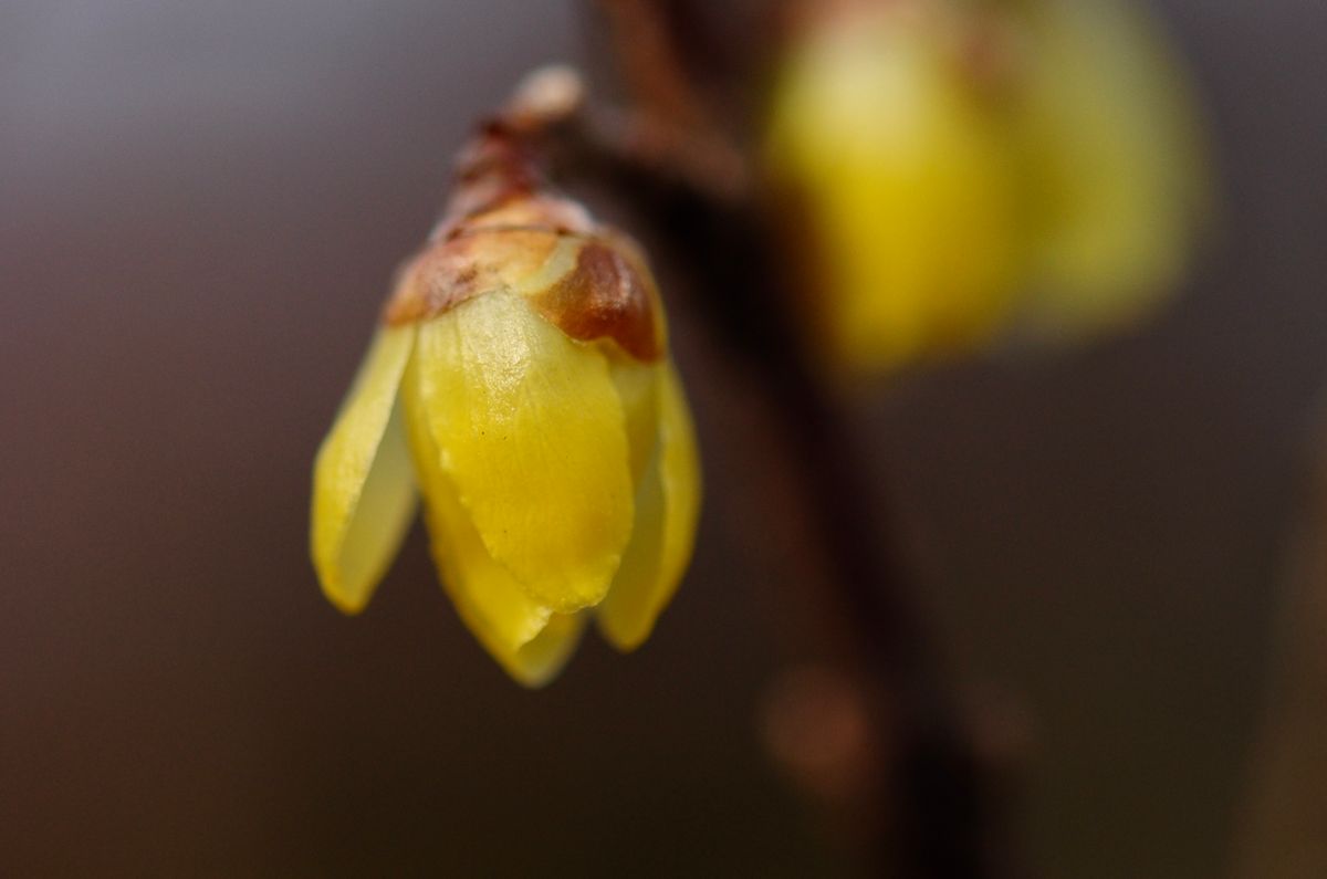 蝋細工のようなお花