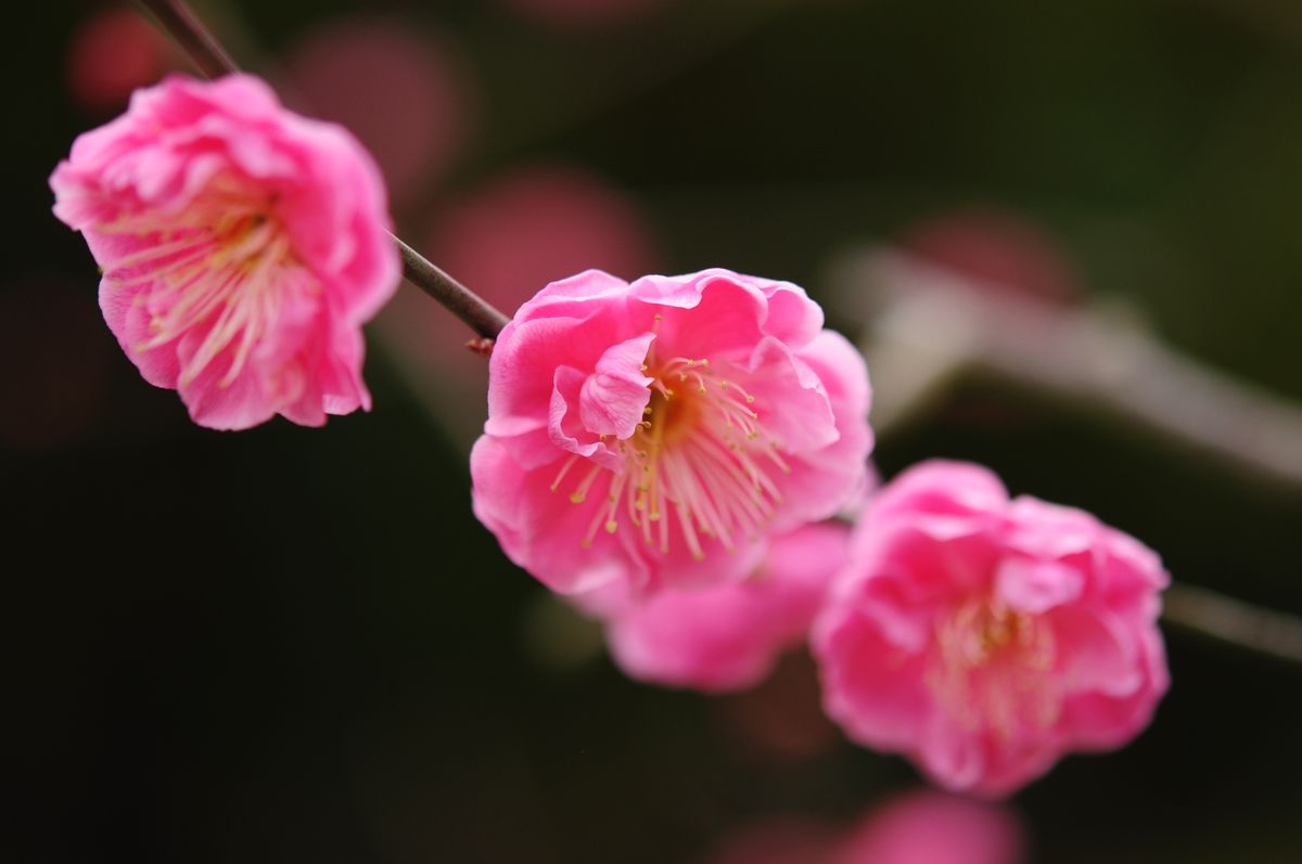 八重寒紅（野梅系・野梅性・八重咲き・中輪・極早咲き）