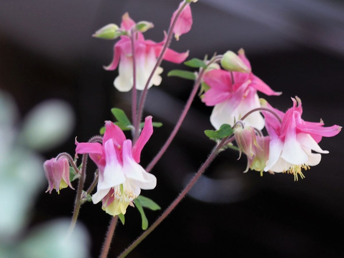 2018.4.20  先日蕾付の鉢植え貰いました。 控え目な花姿で咲くオダマキですが、 他に