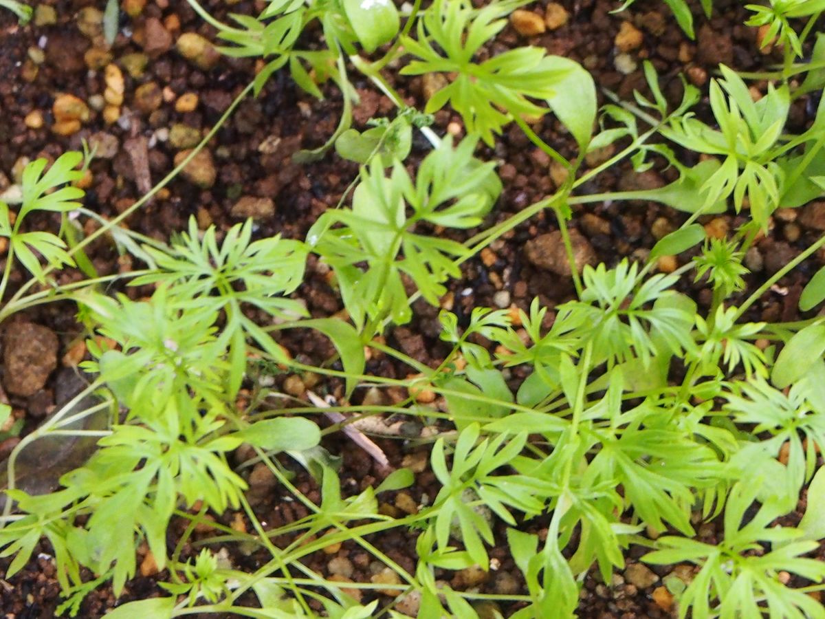 ニゲラの写真 by ビィ玉 2018.9.25  春に植えていたプランターにニゲラのこぼれダネ🌱